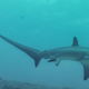 Illustration for article titled The First Photo Ever Taken Of An Oceanic Shark Giving Birth
